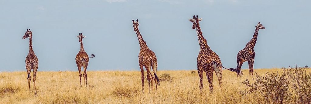africa giraffes